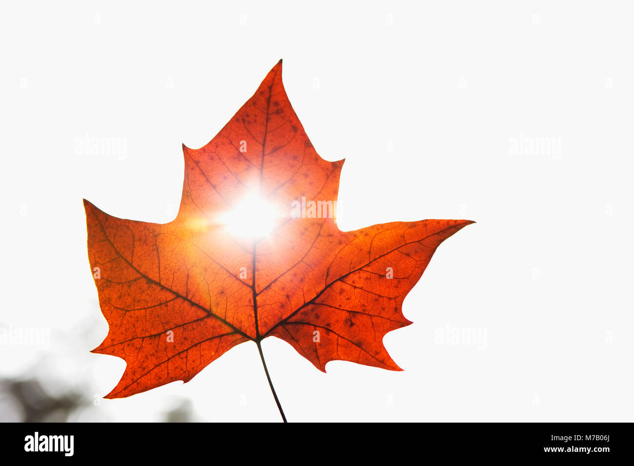 Close-up of a maple leaf Stock Photo