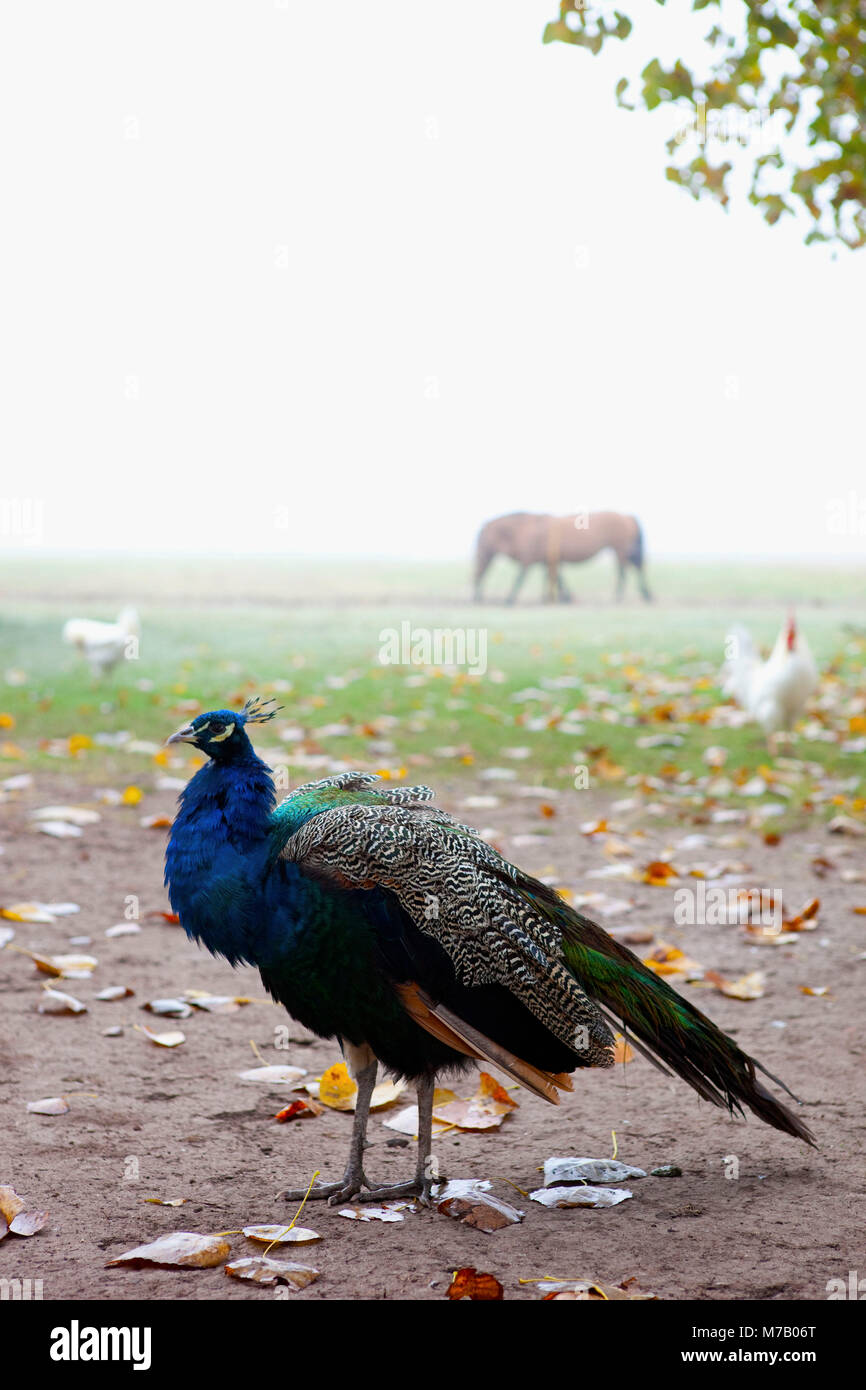 Peacock in a farm Stock Photo