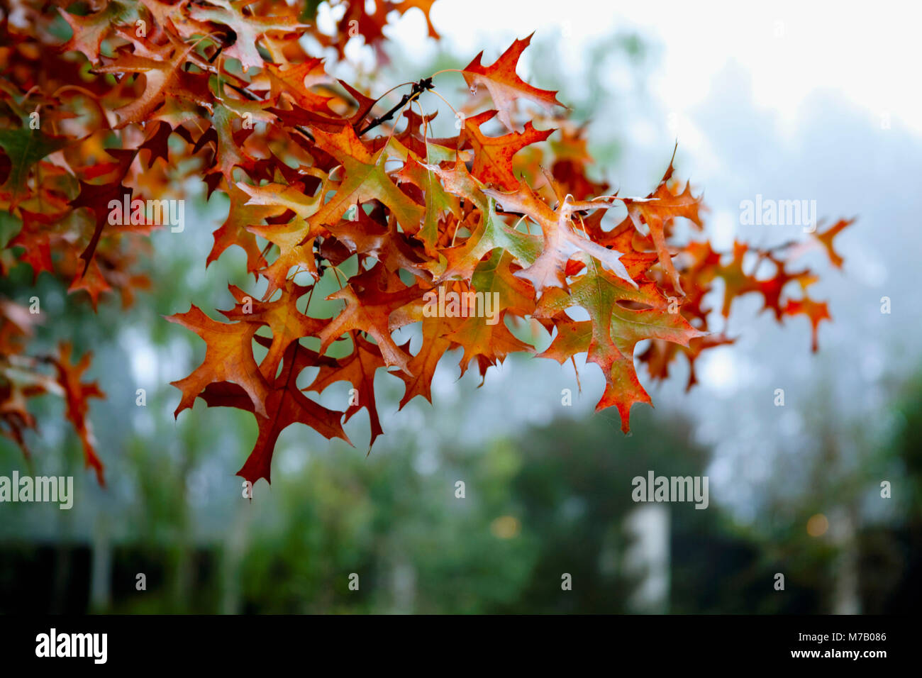 Maple tree in autumn Stock Photo