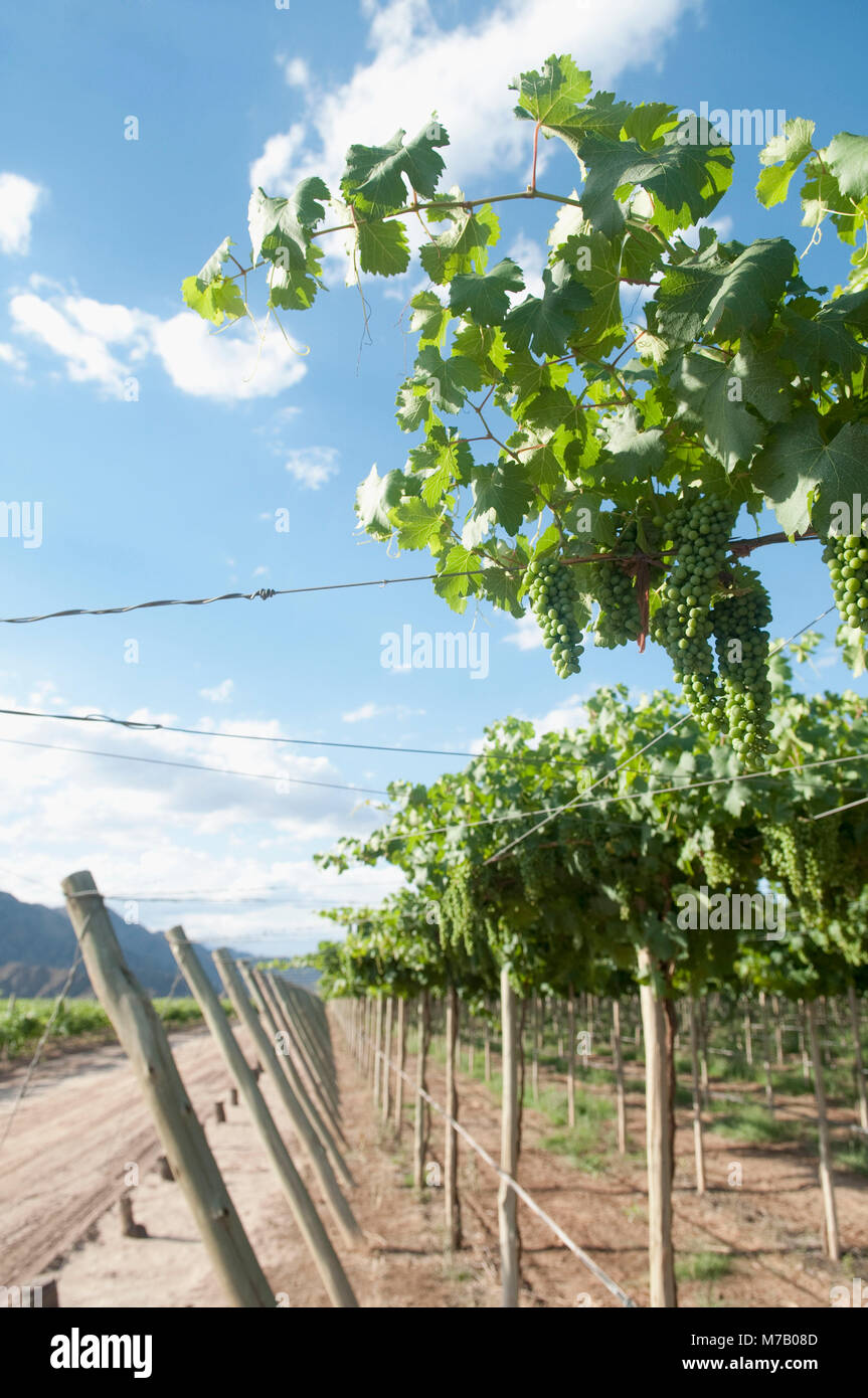 Vineyard, Fatima Valley, Chilecito, La Rioja Province, Argentina Stock Photo