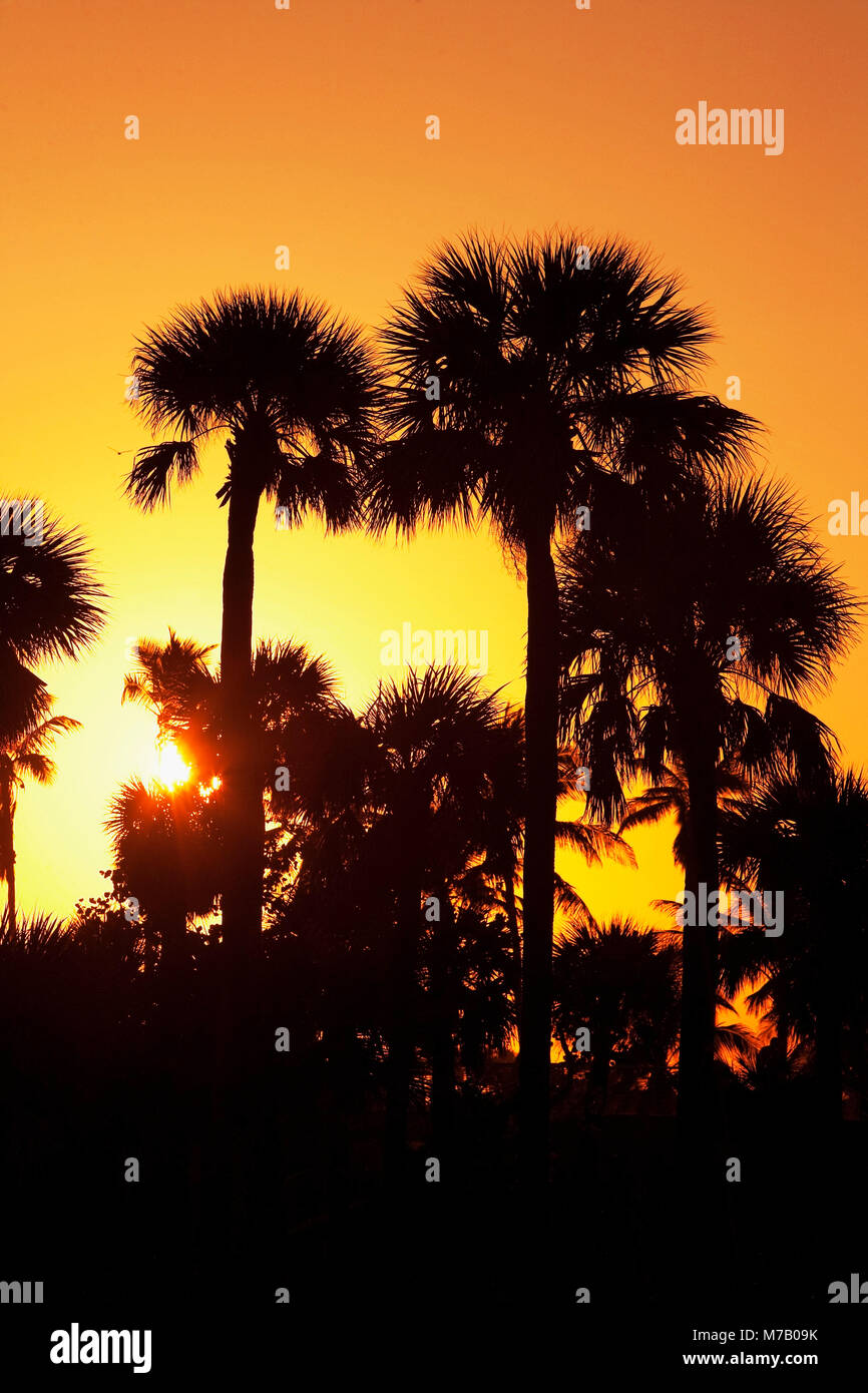 Silhouette of palm trees on the beach at sunset, Miami Beach, Florida ...