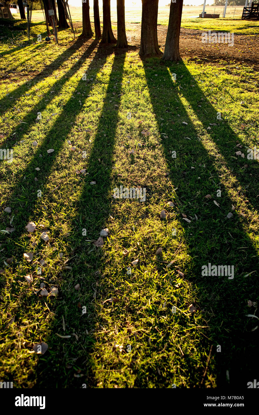Shadow Of Trees Stock Photos & Shadow Of Trees Stock Images Alamy