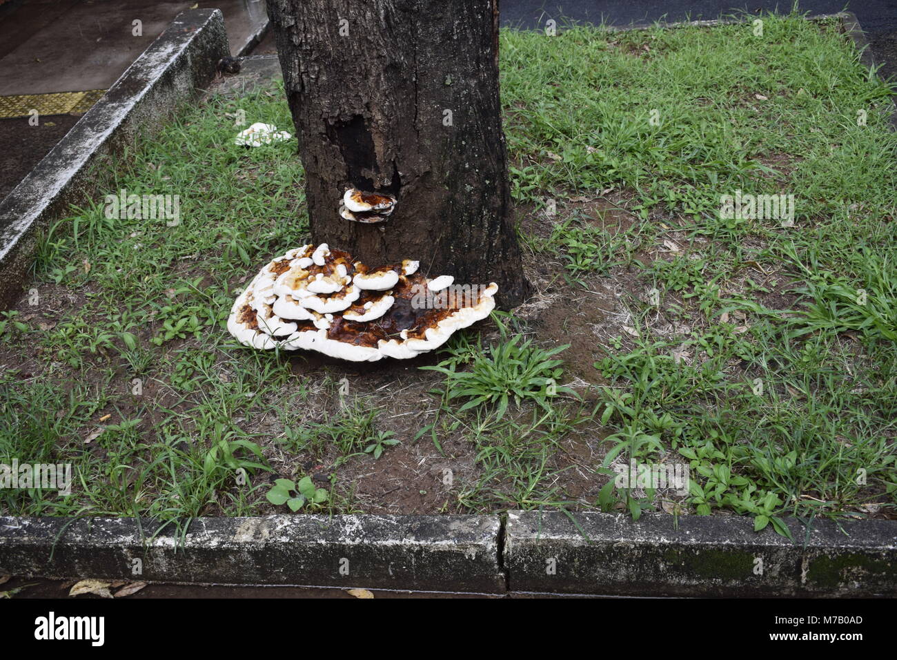 43/5000  Você quis dizer: Grande cogumelo nascendo no tronco de árvore  Large mushroom born on tree trunk Stock Photo