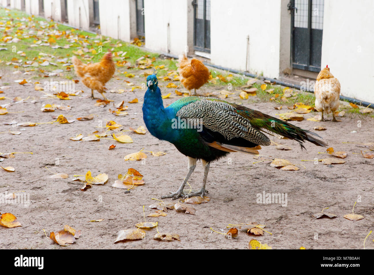 Peacock with roosters in a farm Stock Photo