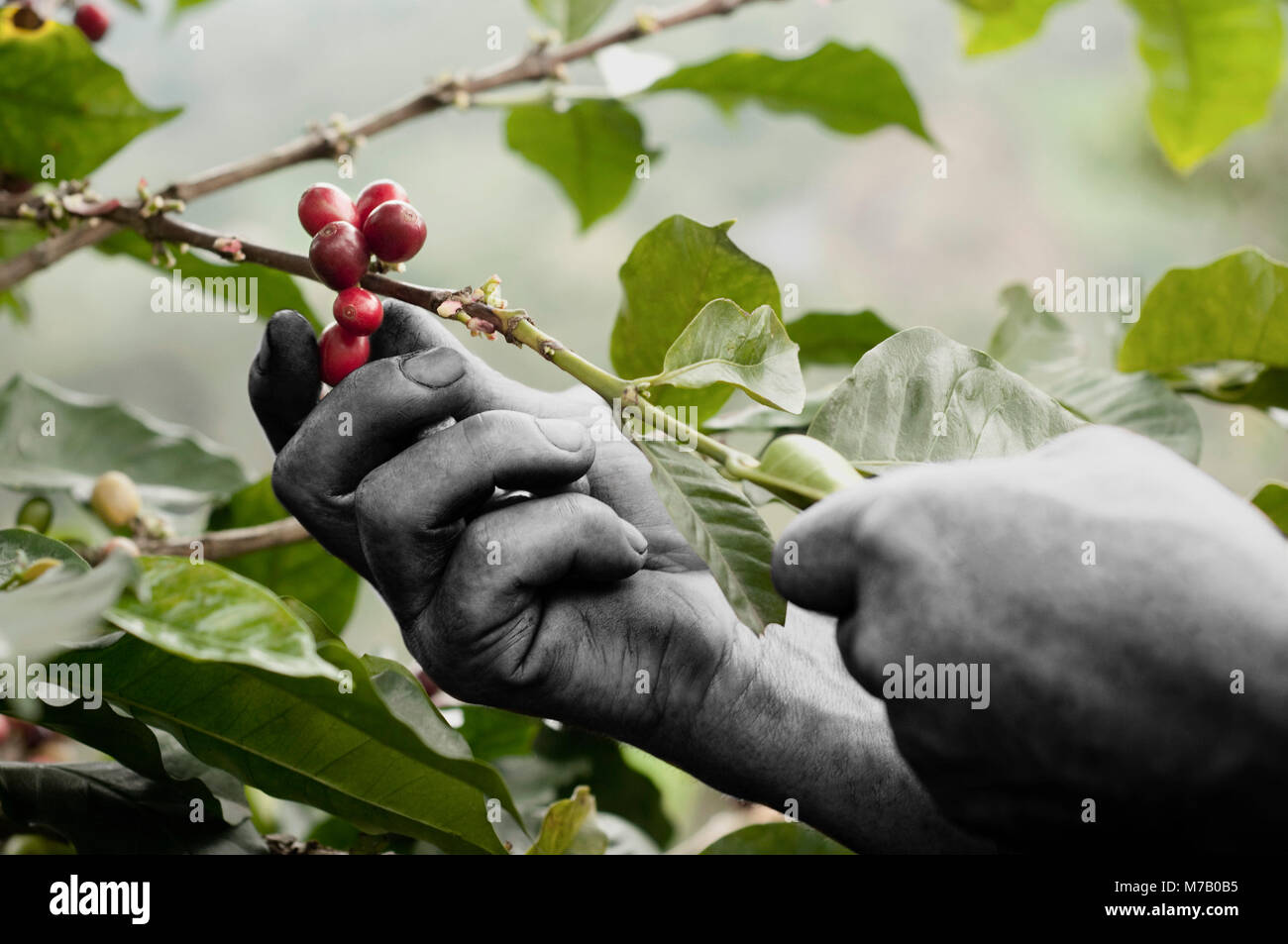 Farmer harvesting coffee beans Stock Photo Alamy