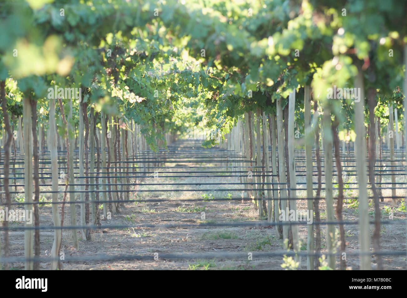Drip irrigation system in a vineyard, Fatima Valley, Chilecito, La Rioja Province, Argentina Stock Photo