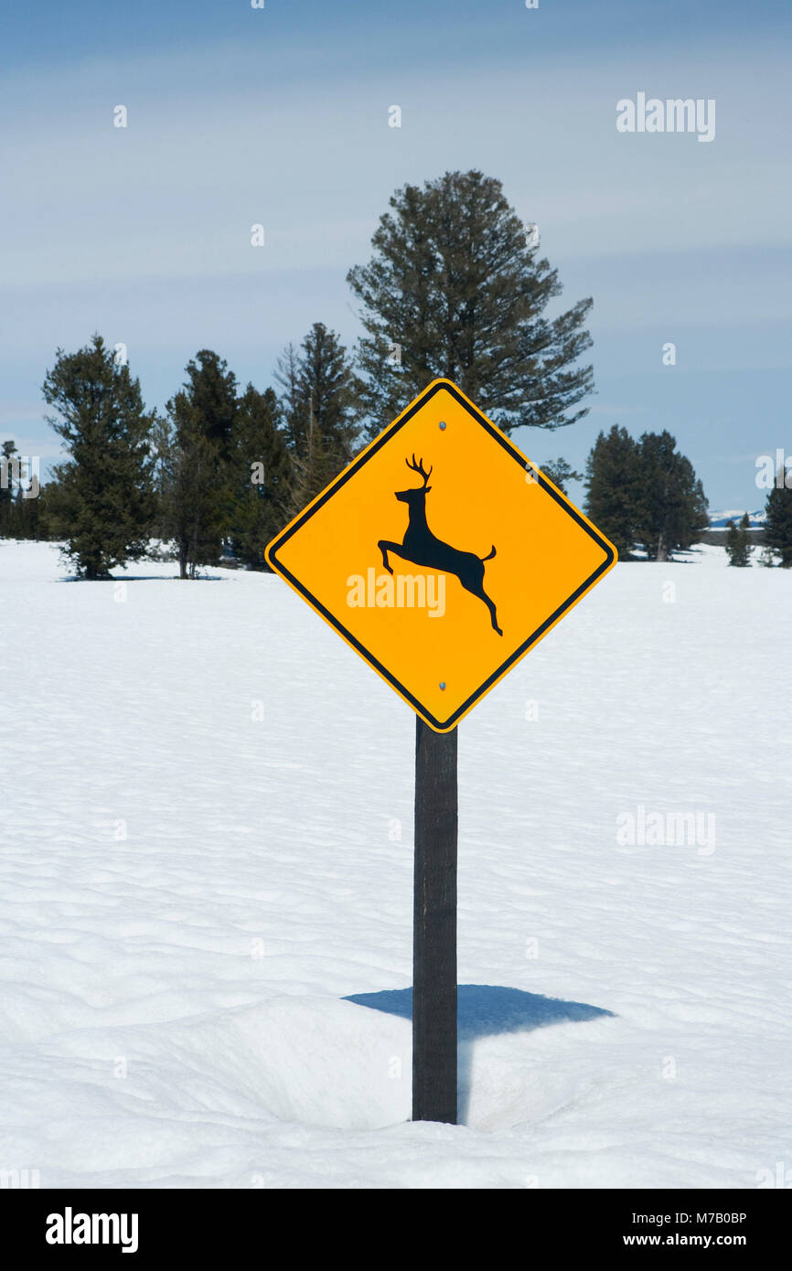 Deer Crossing sign in snow, Yellowstone National Park, Wyoming, USA Stock Photo