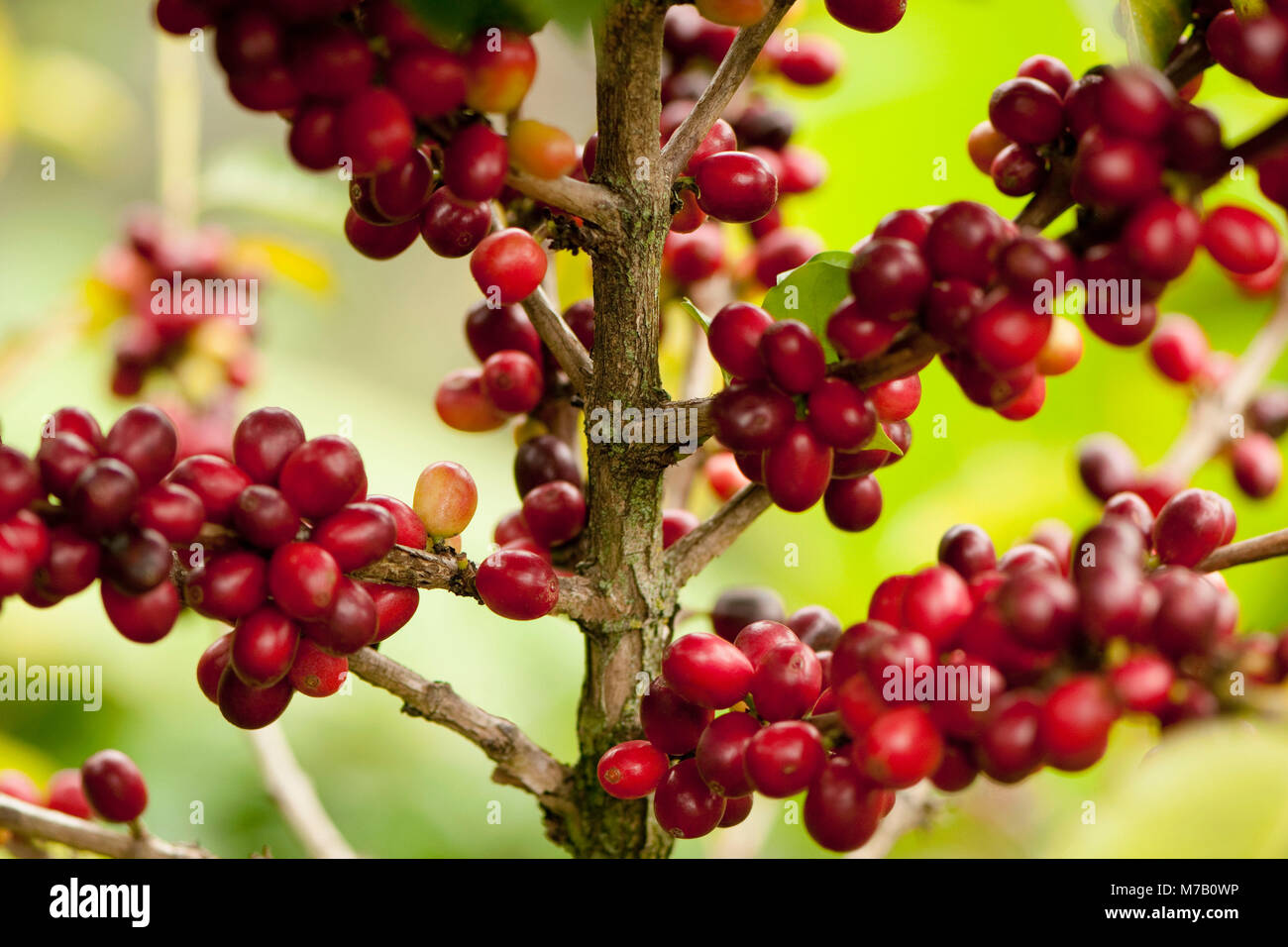 Coffee beans on a plant Stock Photo Alamy