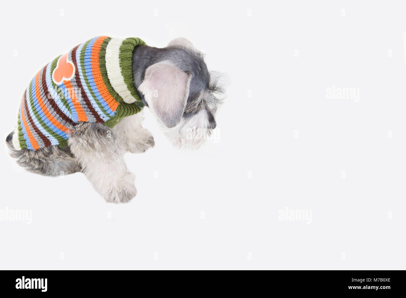 Closeup of a dog scratching its face Stock Photo Alamy