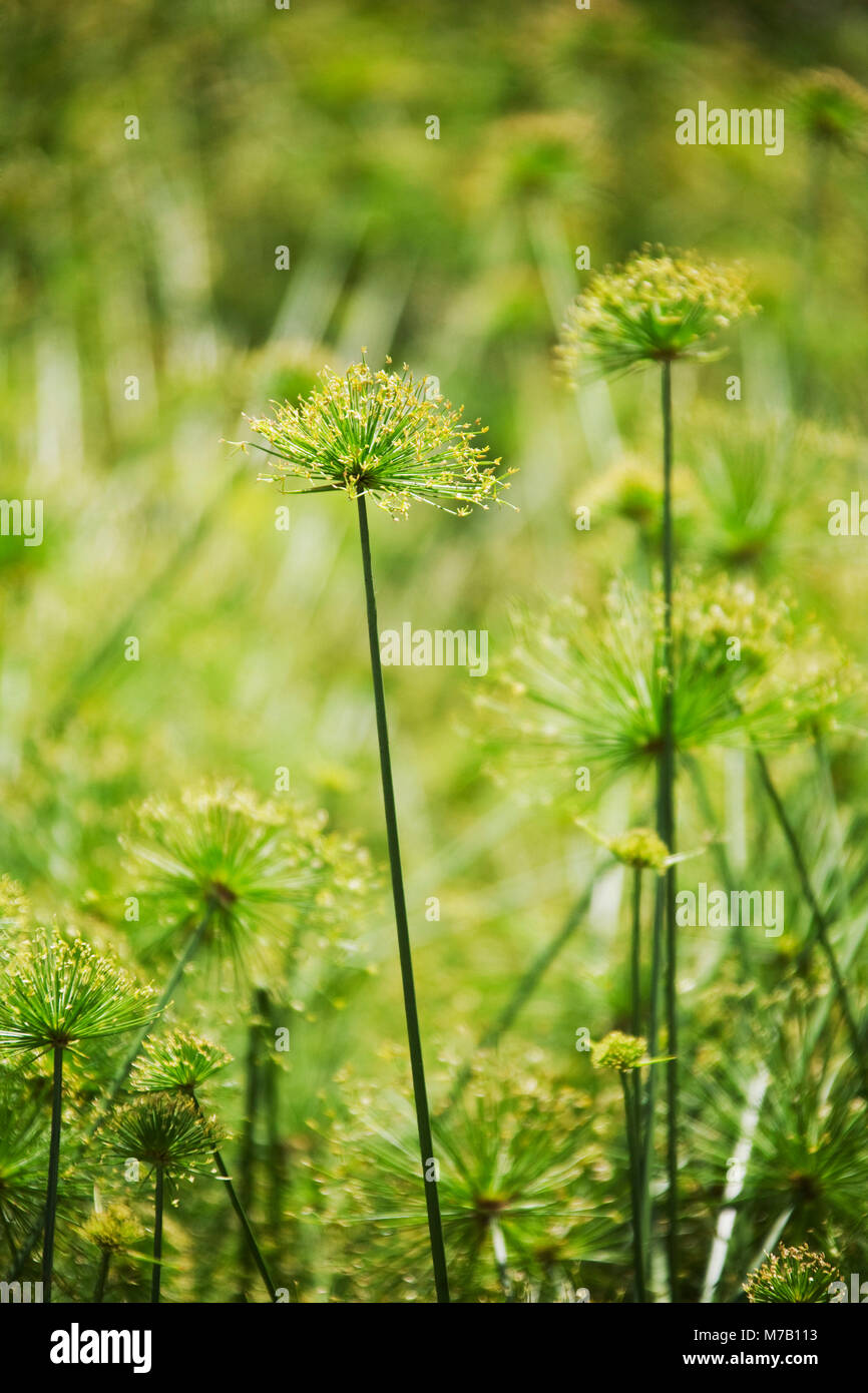 Close-up of Cyperus papyrus flowers Stock Photo