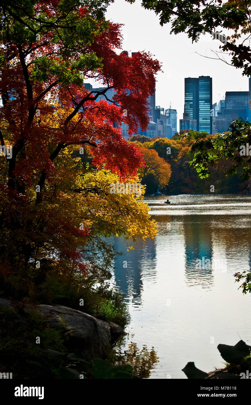 Maple leaves on trees with skyscrapers in the background, Central Park, Manhattan, New York City, New York State, USA Stock Photo