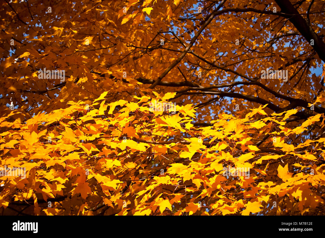 Maple leaves on a tree, Central Park, Manhattan, New York City, New York State, USA Stock Photo