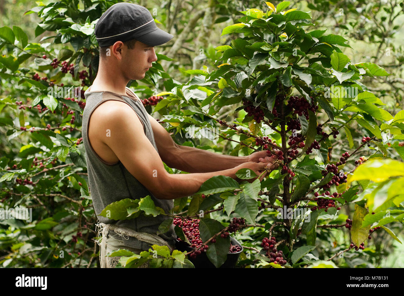 Farmer harvesting coffee beans Stock Photo Alamy