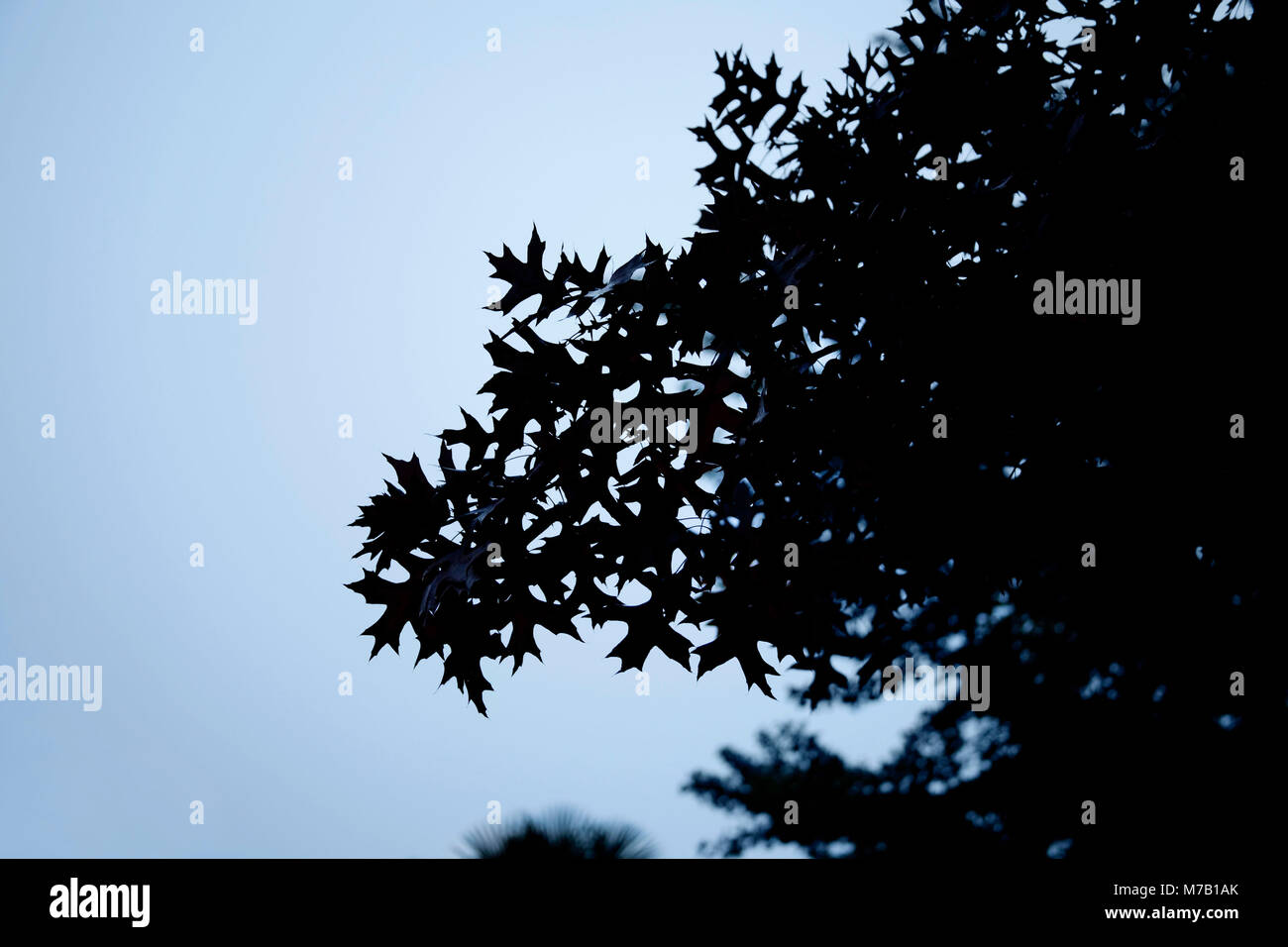 Silhouette of a maple tree at sunrise Stock Photo