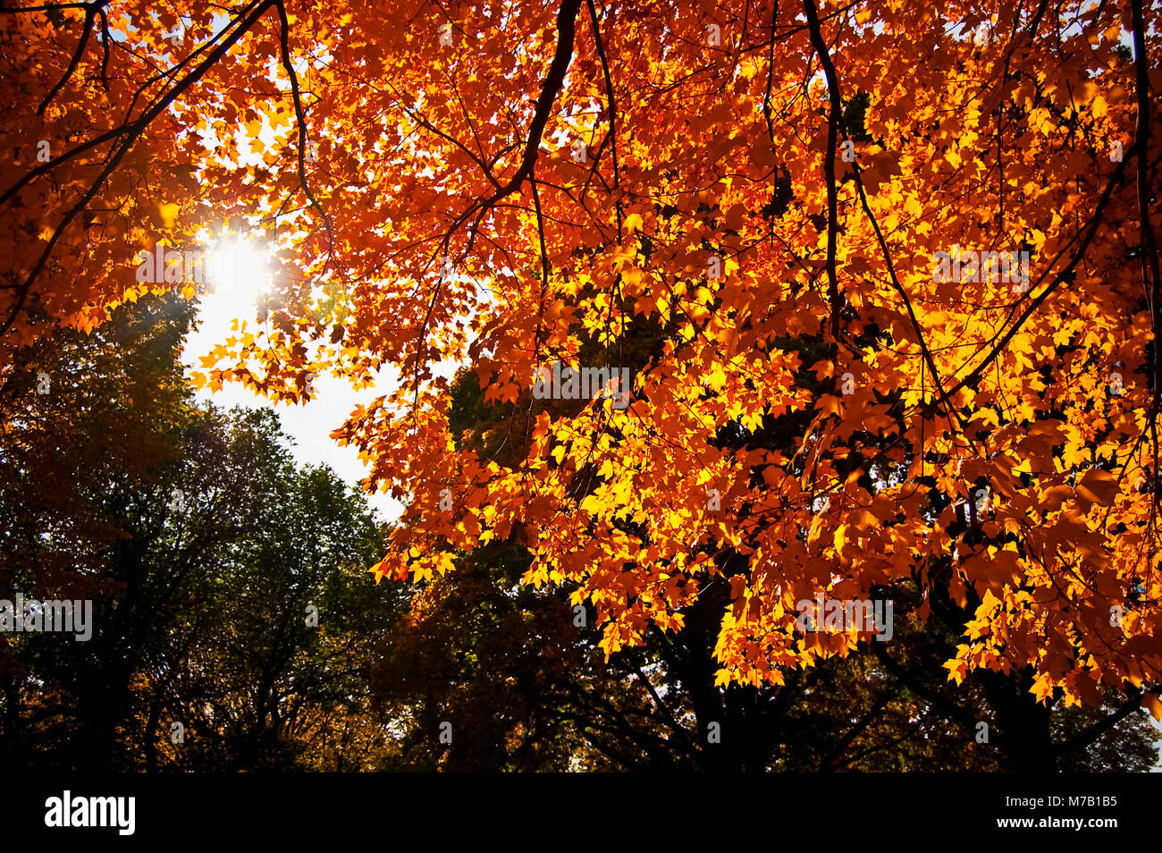 Maple leaves on a tree, Central Park, Manhattan, New York City, New York State, USA Stock Photo