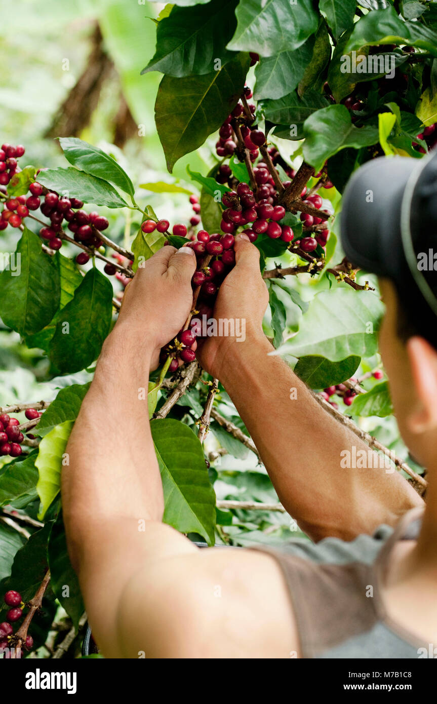 Farmer harvesting coffee beans Stock Photo Alamy