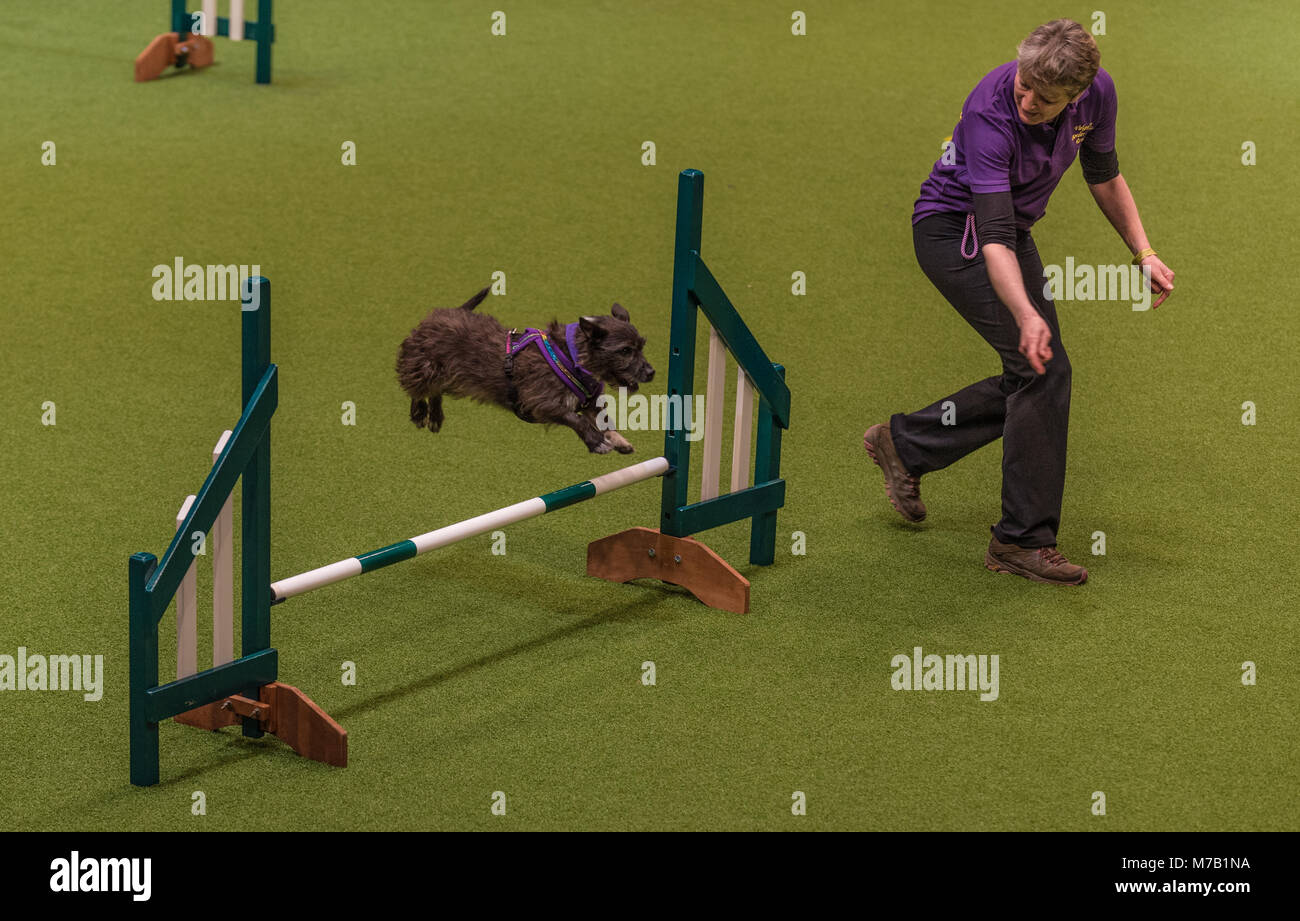 Birmingham, UK. 9th Mar, 2018. Crufts Dog Show Birmingham Uk. agility dogs competition in the main arena at this year's Crufts Dog Show at Birminghams NEC. Credit: charlie bryan/Alamy Live News Stock Photo
