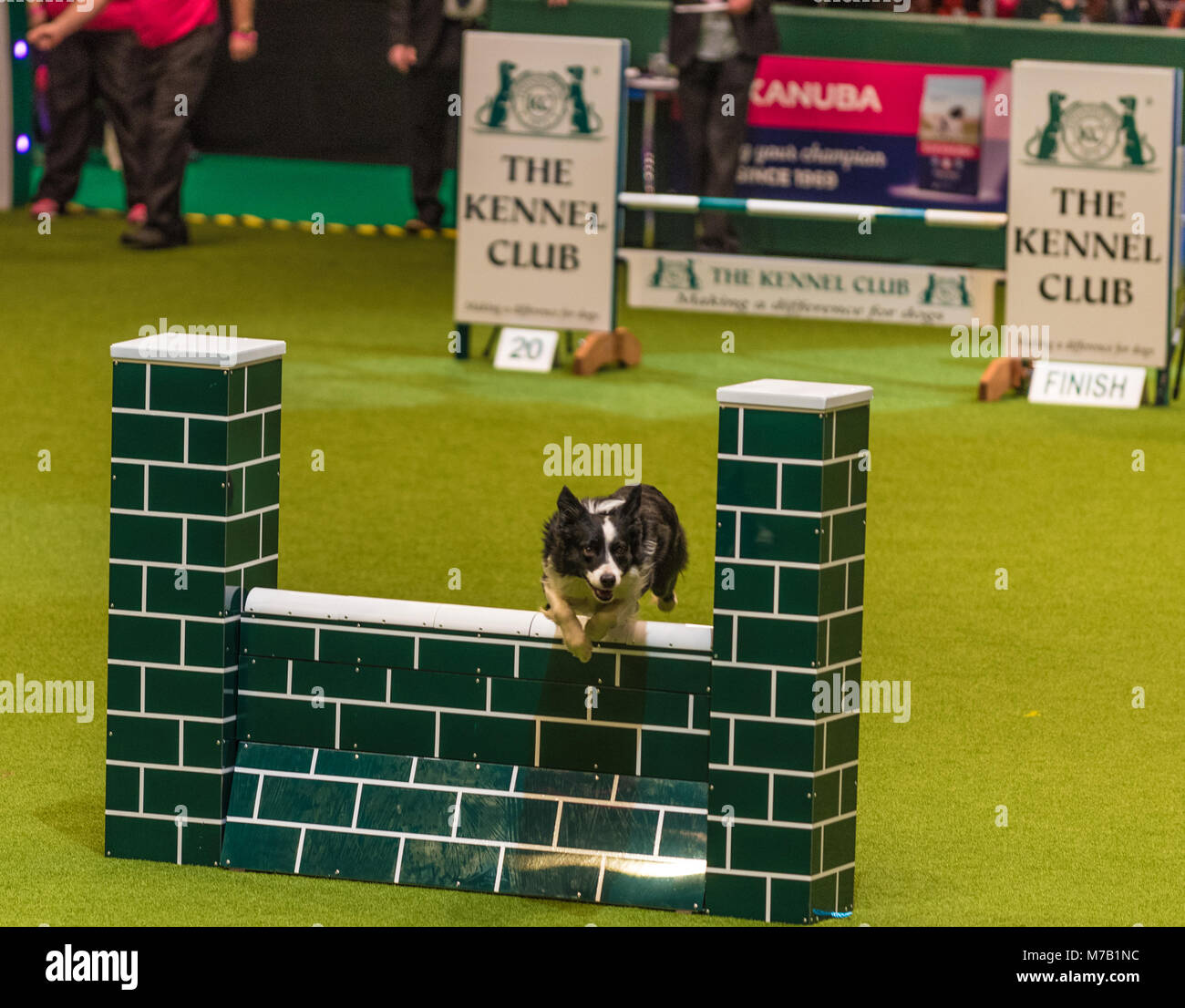 Birmingham, UK. 9th Mar, 2018. Crufts Dog Show Birmingham Uk. agility dogs competition in the main arena at this year's Crufts Dog Show at Birminghams  NEC. Credit: charlie bryan/Alamy Live News Stock Photo