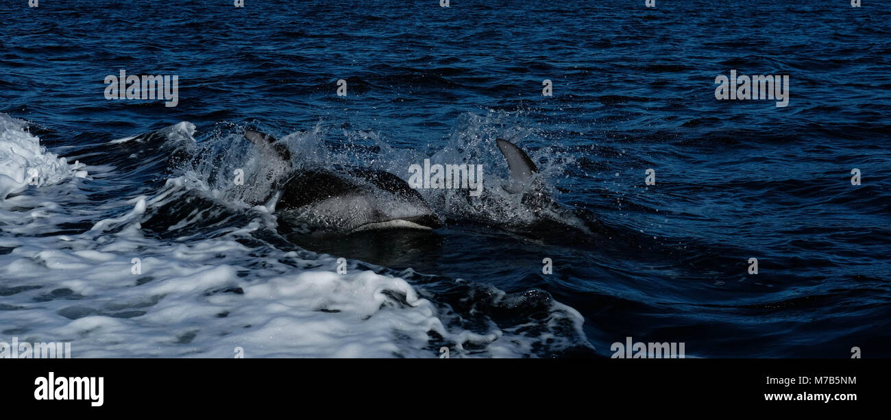 Pacific White Sided Dolphins, British Colombia, Canada Stock Photo