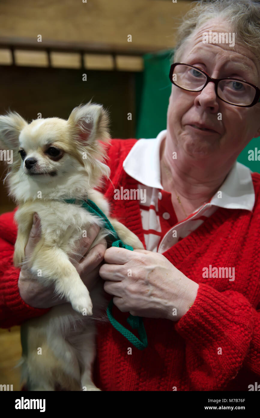 Chihuahua crufts hotsell