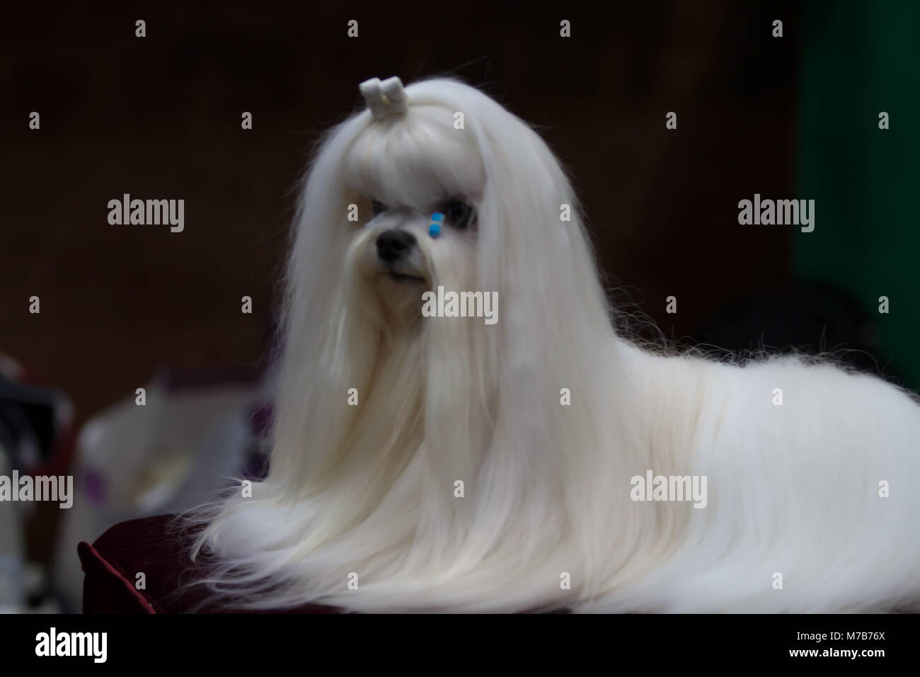 Biggest maltese dog hotsell in the world