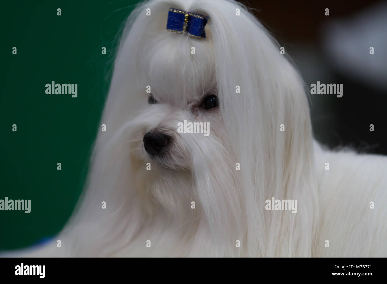 Famous hotsell dogs 2018