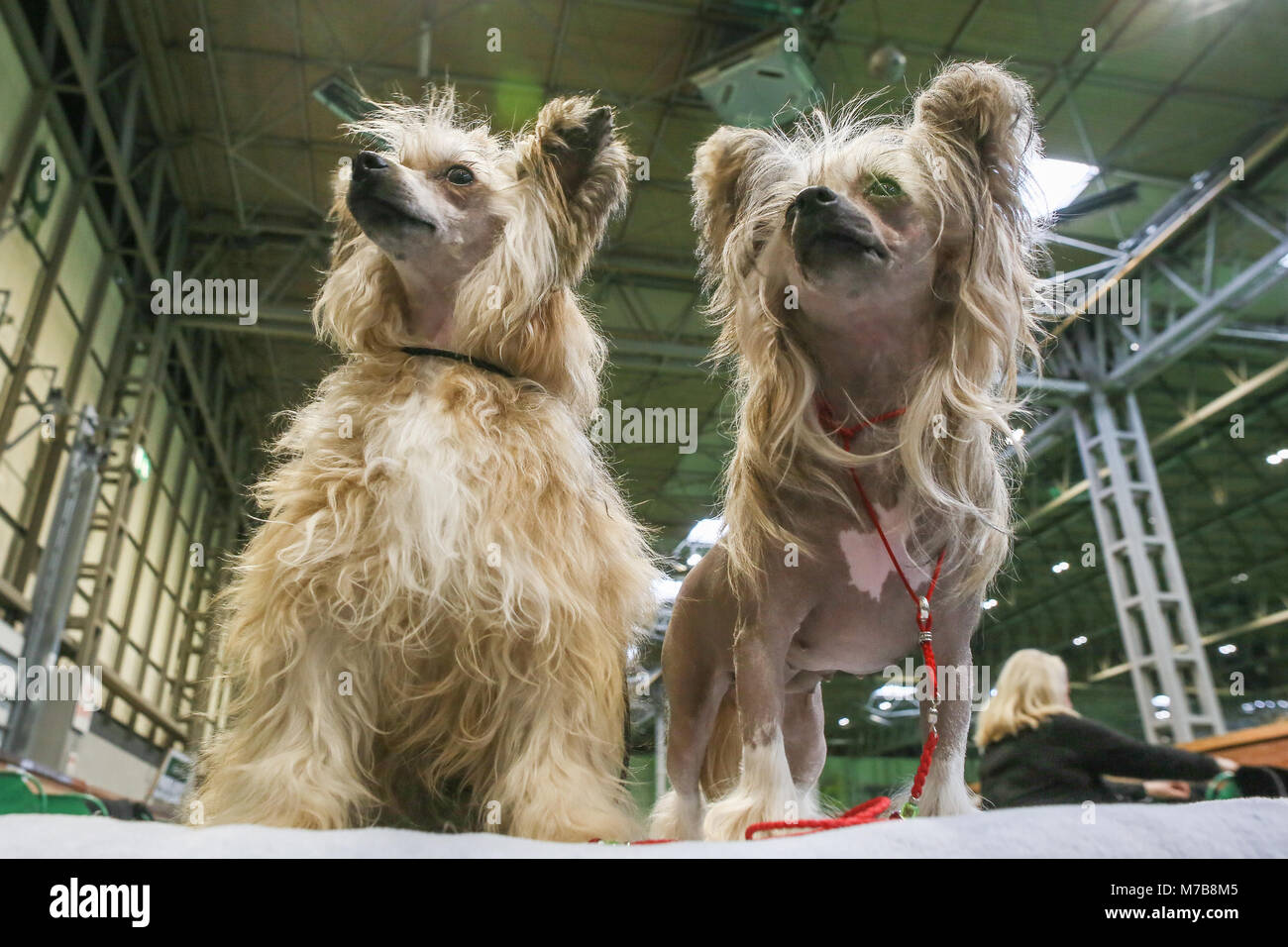 On day three of Crufts a pair of Chinese Crested toy dogs stand attentively. Stock Photo