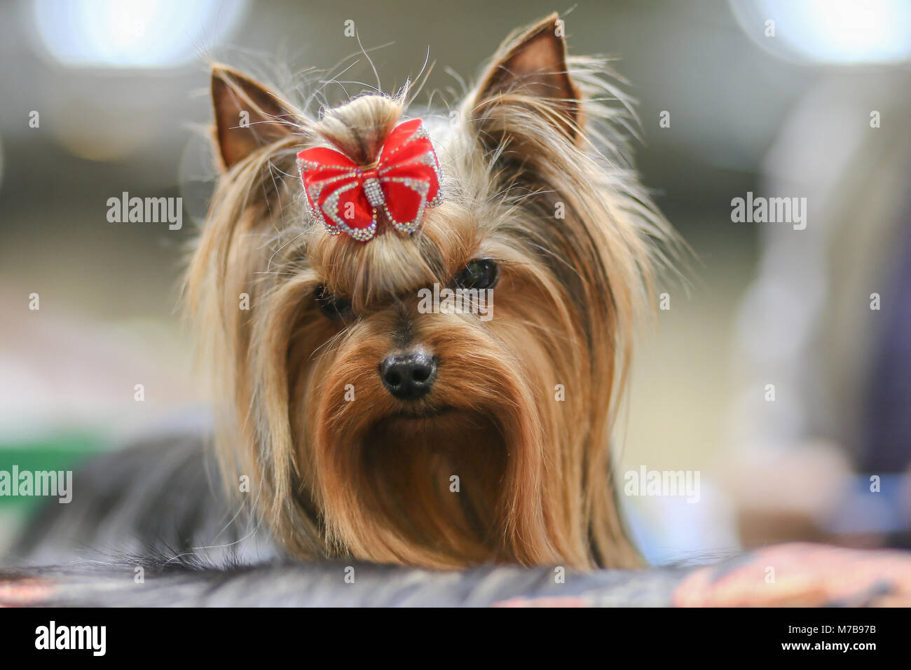 crufts yorkshire terrier