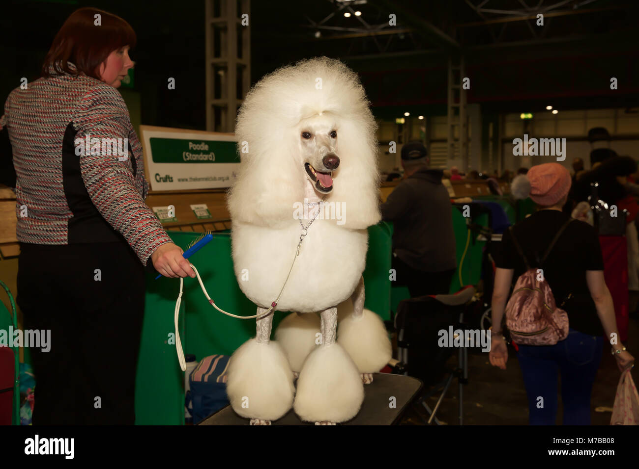 Birmingham,UK,10th March 2018,Poodles at Crufts at Birmingham NEC. The