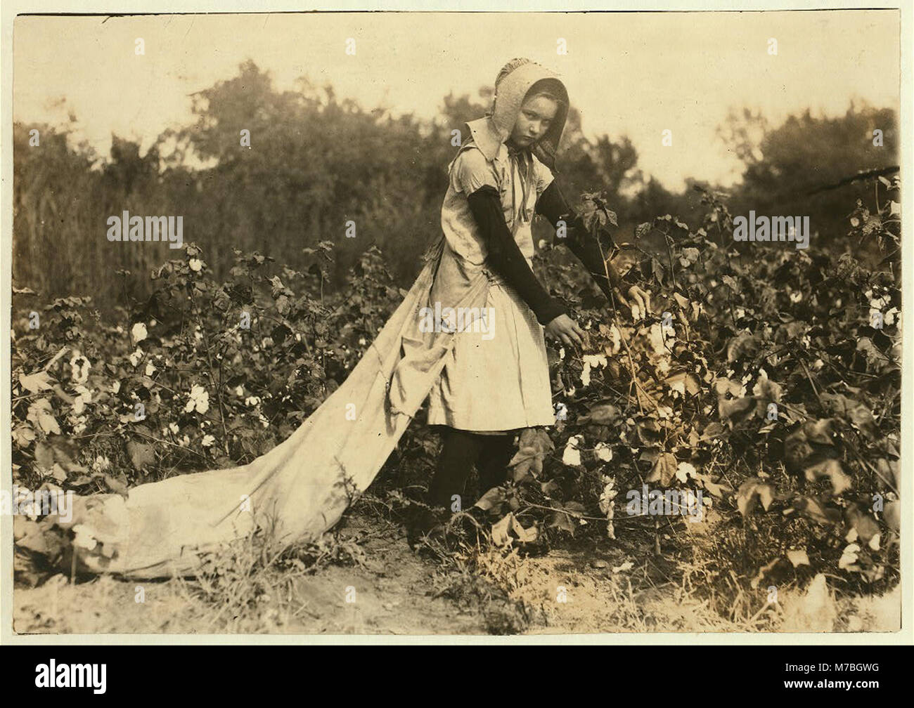Callie Campbell, 11 years old, picks 75 to 125 pounds of cotton a day, and totes 50 pounds of it when sack gets full. 'No, I don't like it very much.' Lewis W. Hine. See 4590. See W.H. Swift LOC nclc.00629 Stock Photo