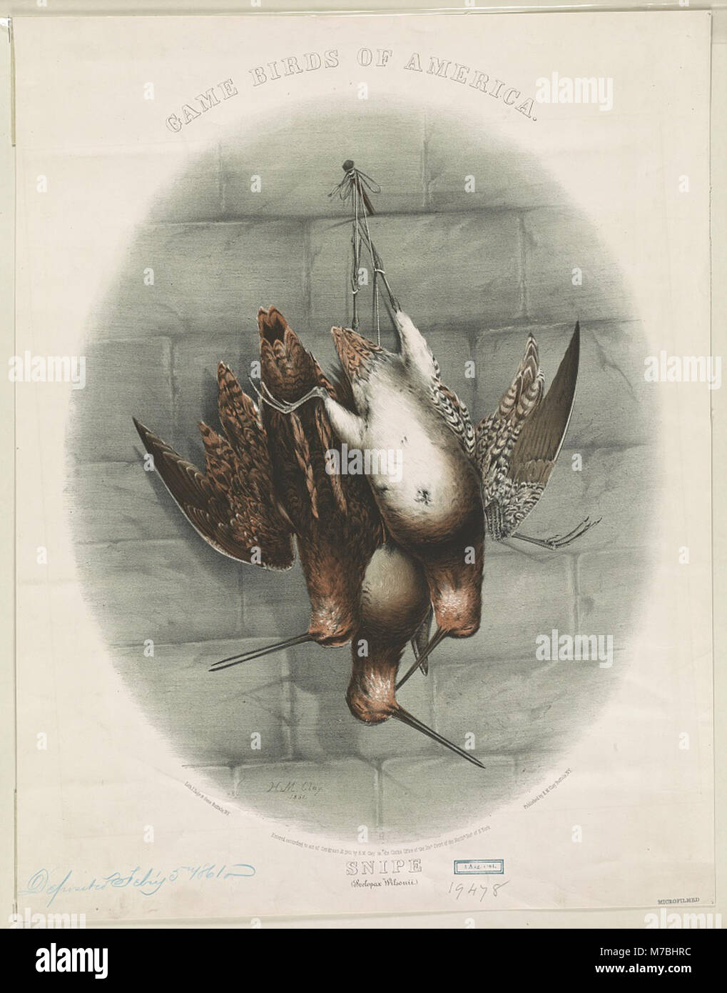 Game birds of America. Snipe (Scolopax Wilsonii) - H.M. Clay 1861. LCCN2012647355 Stock Photo