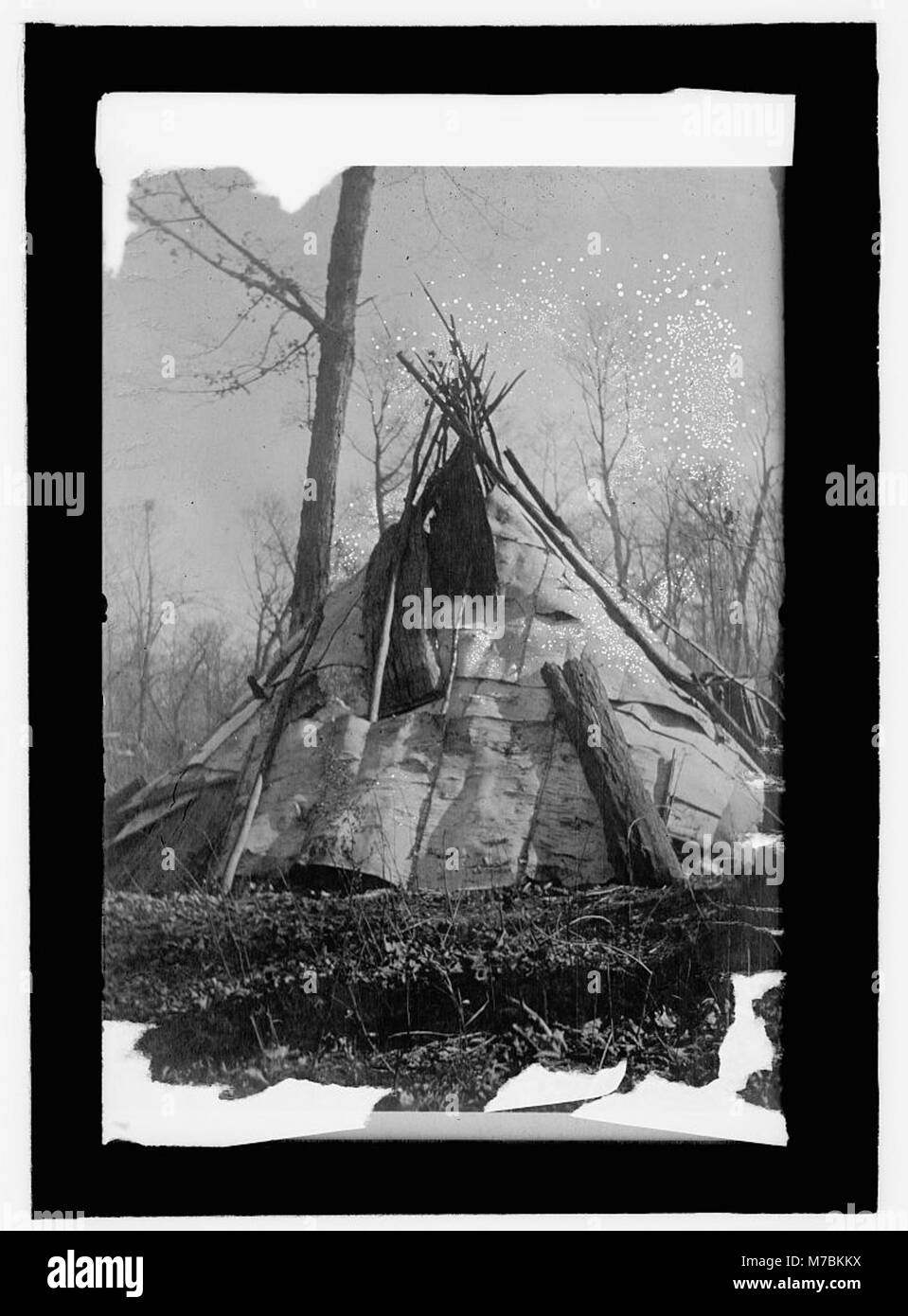This photograph depicts a Chippewa birch bark wigwam, a traditional structure used by Native American tribes, showcasing their cultural heritage and architecture. Stock Photo