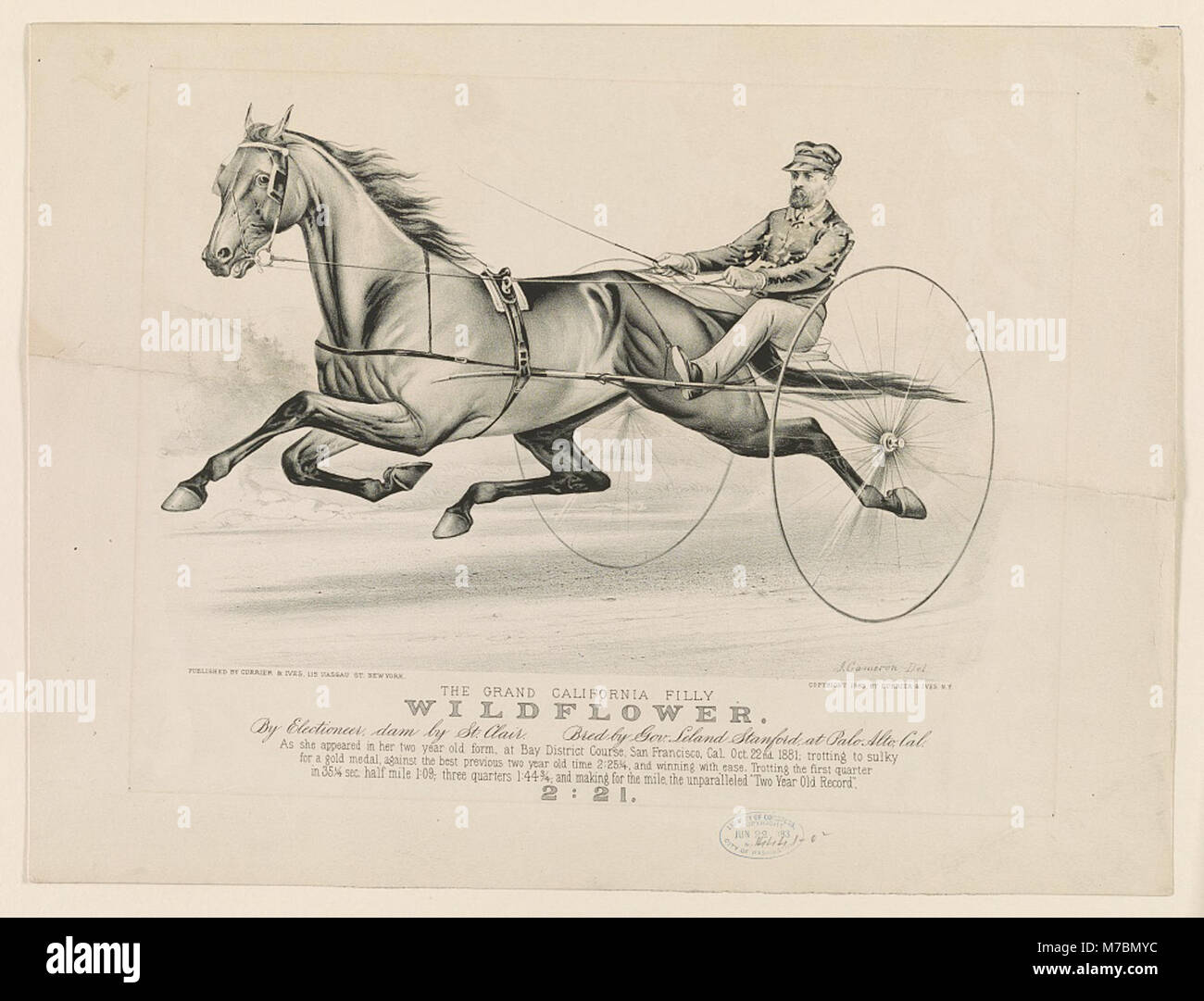 The grand filly Wildflower, bred by Governor Leland Stanford at Palo Alto, California, is shown in this image. Wildflower was sired by Electioneer, and her dam was by St. Clair. Stock Photo