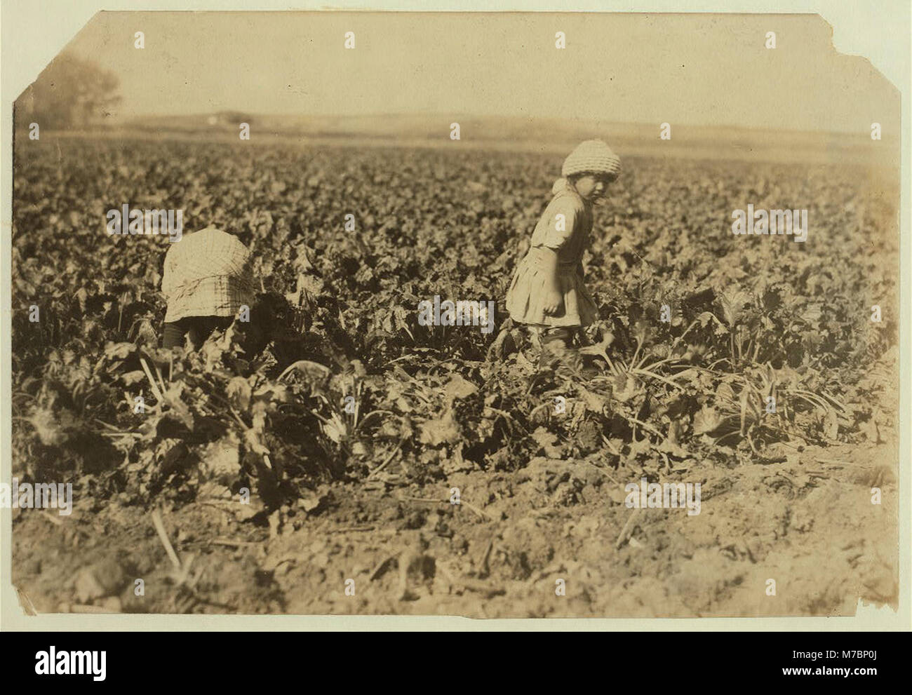 Conrad Helmut's two girls, 6 and 8 yrs. old, pulling beets, near Sterling, Colo. The ground was hard and the little ones tugged away at the beets steadily. There are three smaller children LOC nclc.00323 Stock Photo