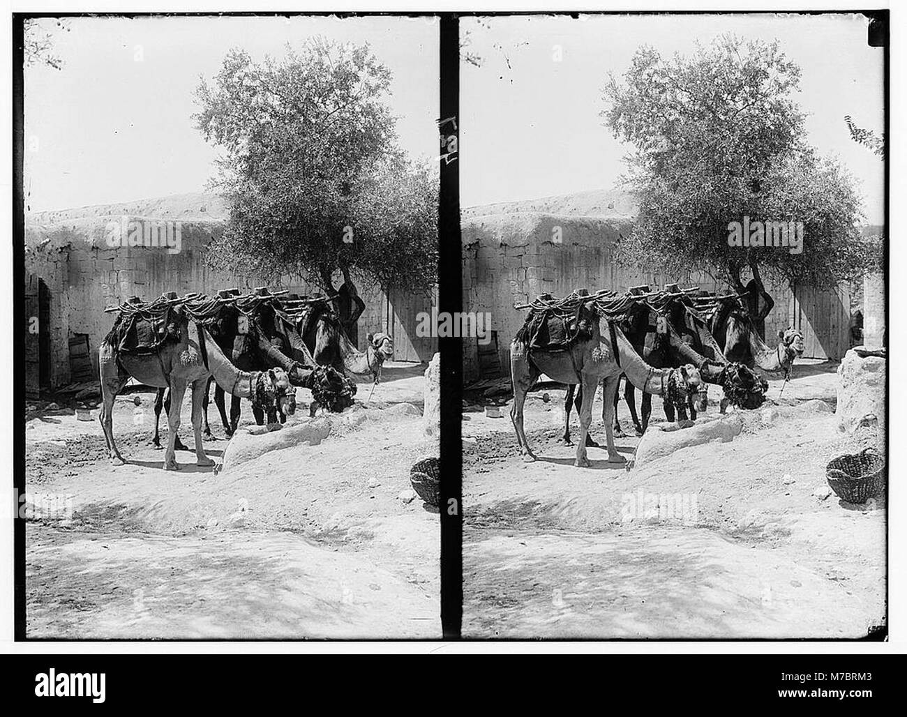 This image shows camels in a traditional khan (inn) in the old city of ...