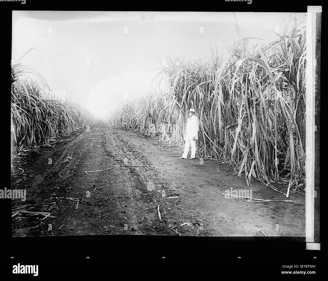 127 cane field hires stock photography and images Alamy