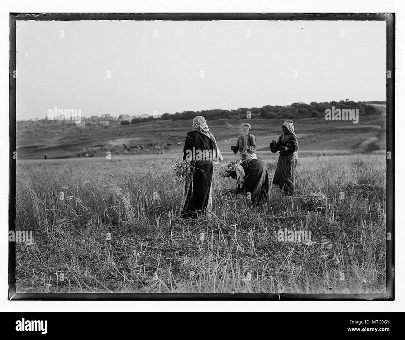 Arab Peasants. Reaping scenes LOC matpc.07432 Stock Photo Alamy