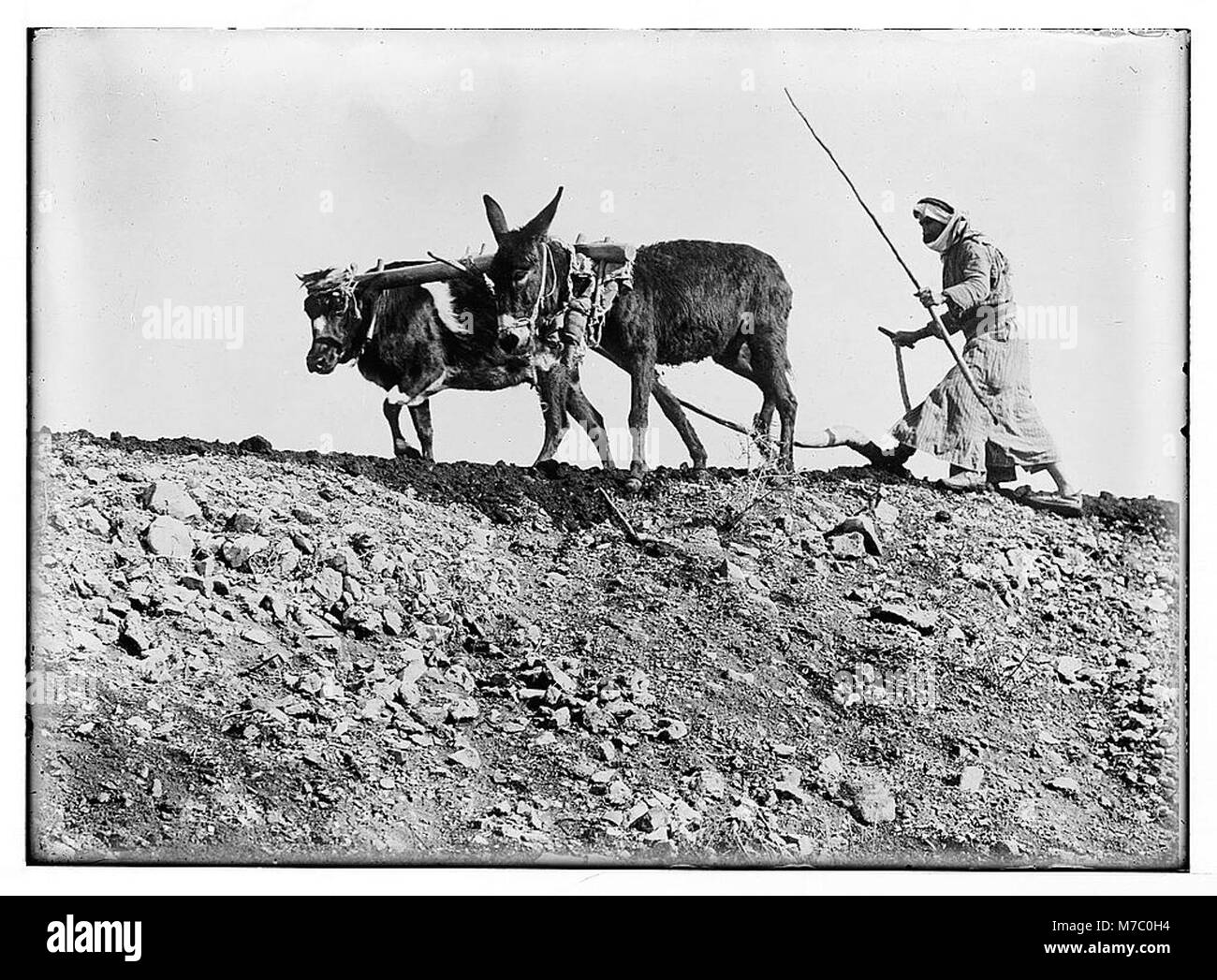 A photograph depicting traditional Arab plowing techniques, capturing ...