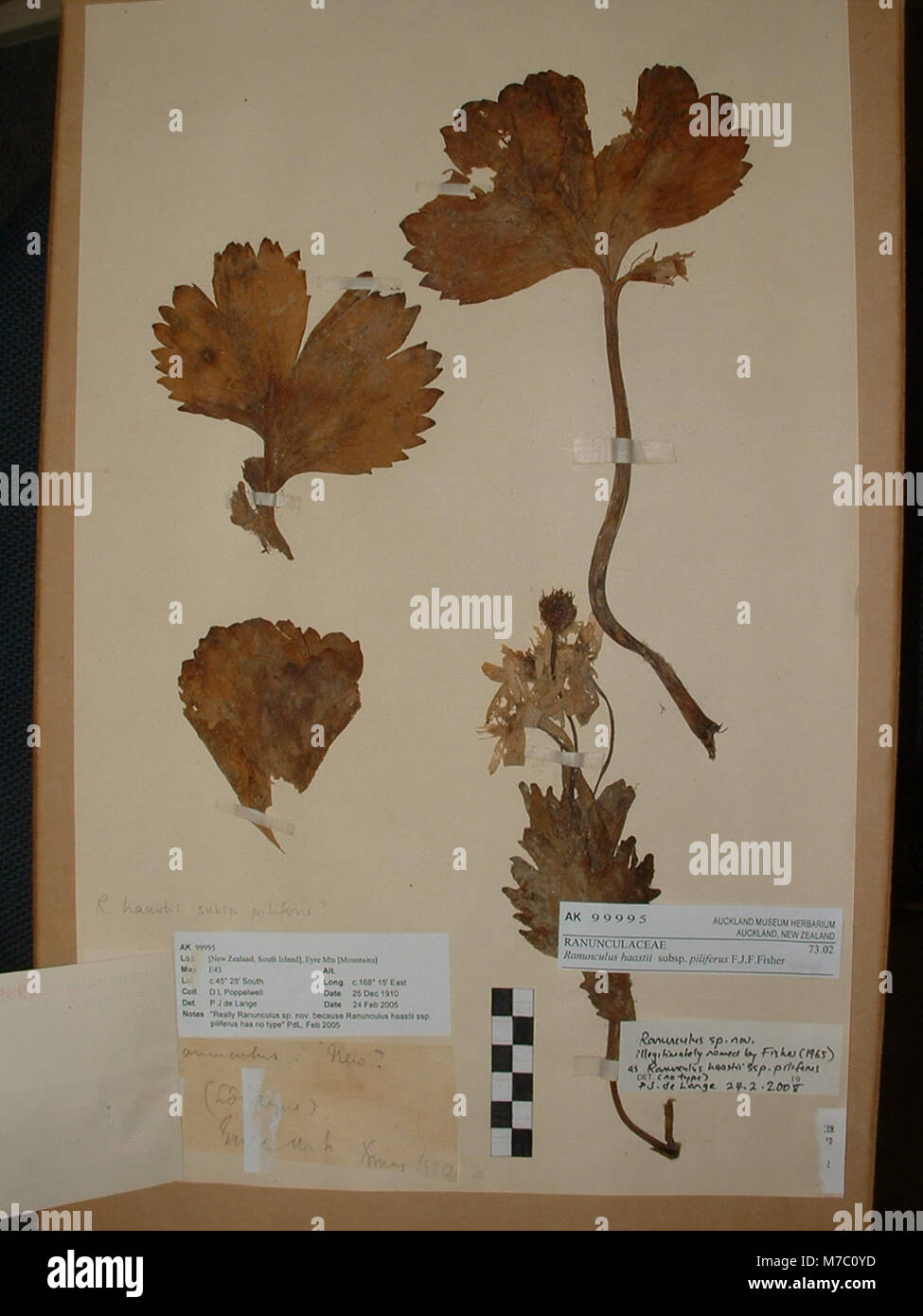 Ranunculus pilifera (F.J.F.Fisher) Heenan and P.J.Lockh. (AM AK99995) Stock Photo