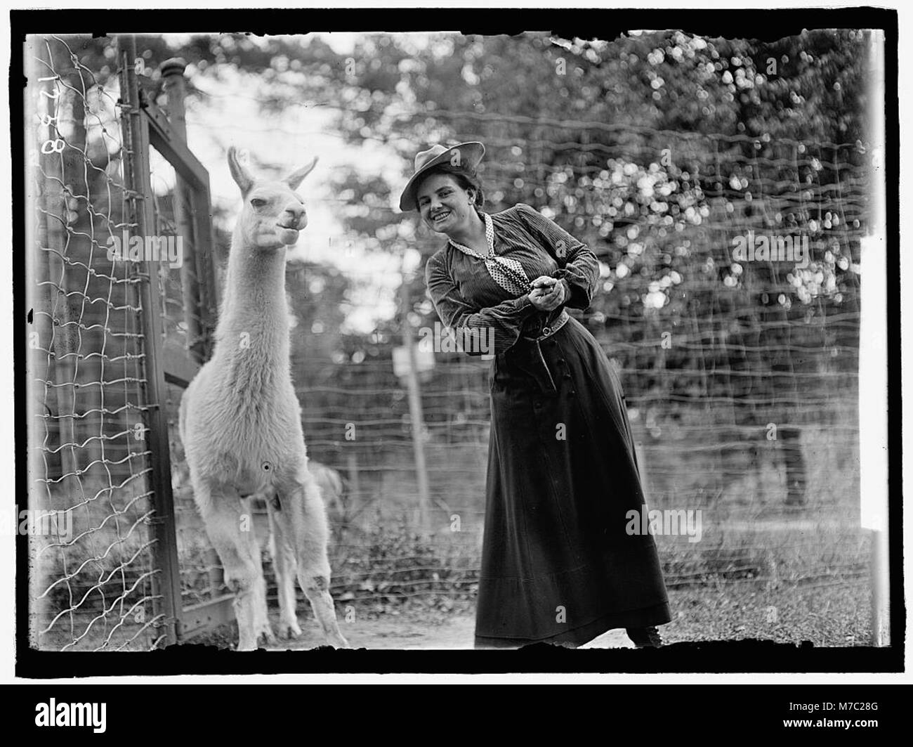 ADAMS, MRS. FRANKLIN, NEE HARRIET CHALMERS. AT ZOO WITH LLAMA LCCN2016863766 Stock Photo