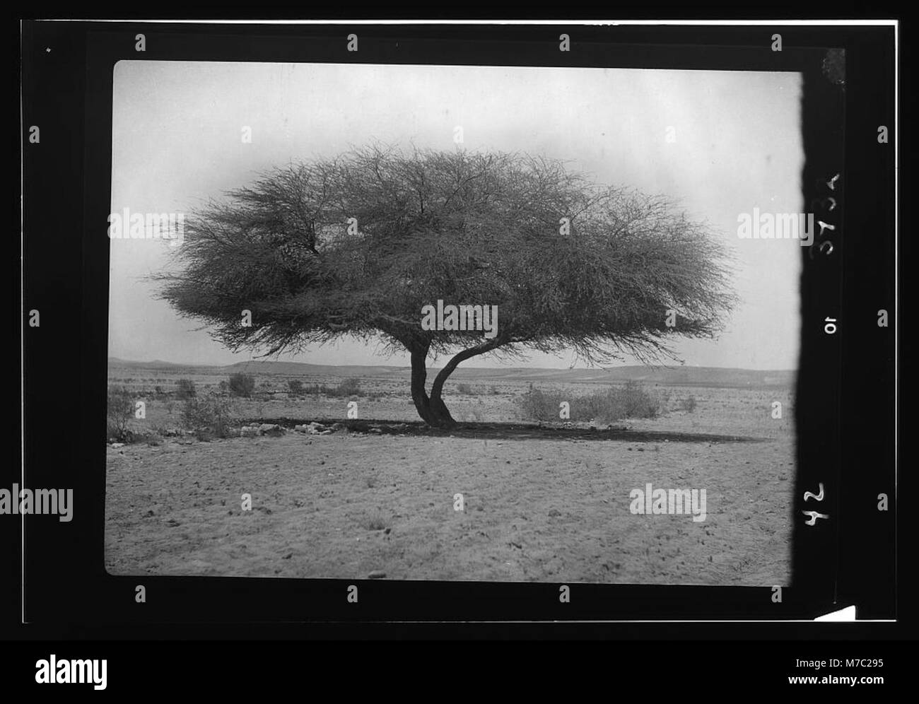 Agriculture, etc. Acacia tree in the desert, near Asluj. Acacia