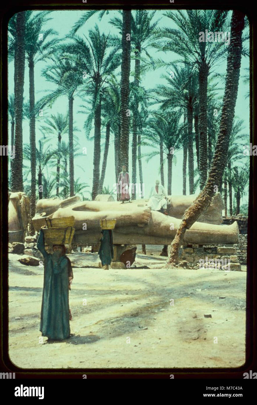 Egypt. Memphis. Colossus of Ramases II (i.e., Ramses II) in Memphis palm grove LOC matpc.23070 Stock Photo