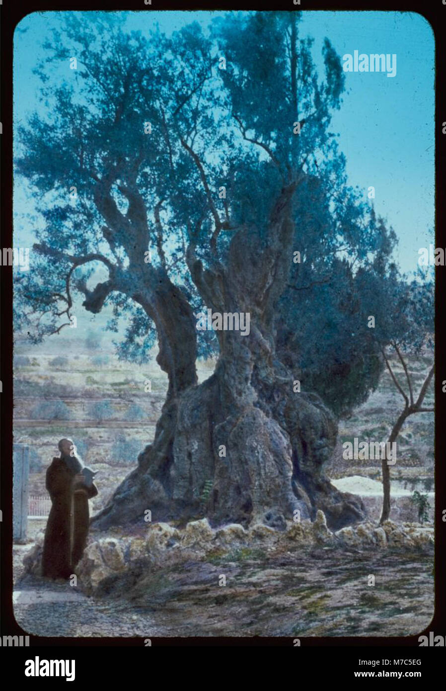 Jerusalem Tree Of Agony In Garden Of Gethsemane Mark 14 32 42 LOC Jerusalem tree of agony in garden of gethsemane mark 14 32 42 loc