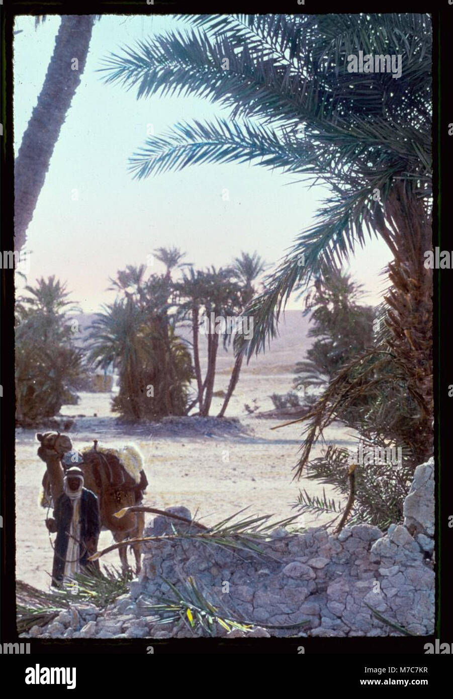 Sinai. Palm grove at el Wad LOC matpc.23016 Stock Photo