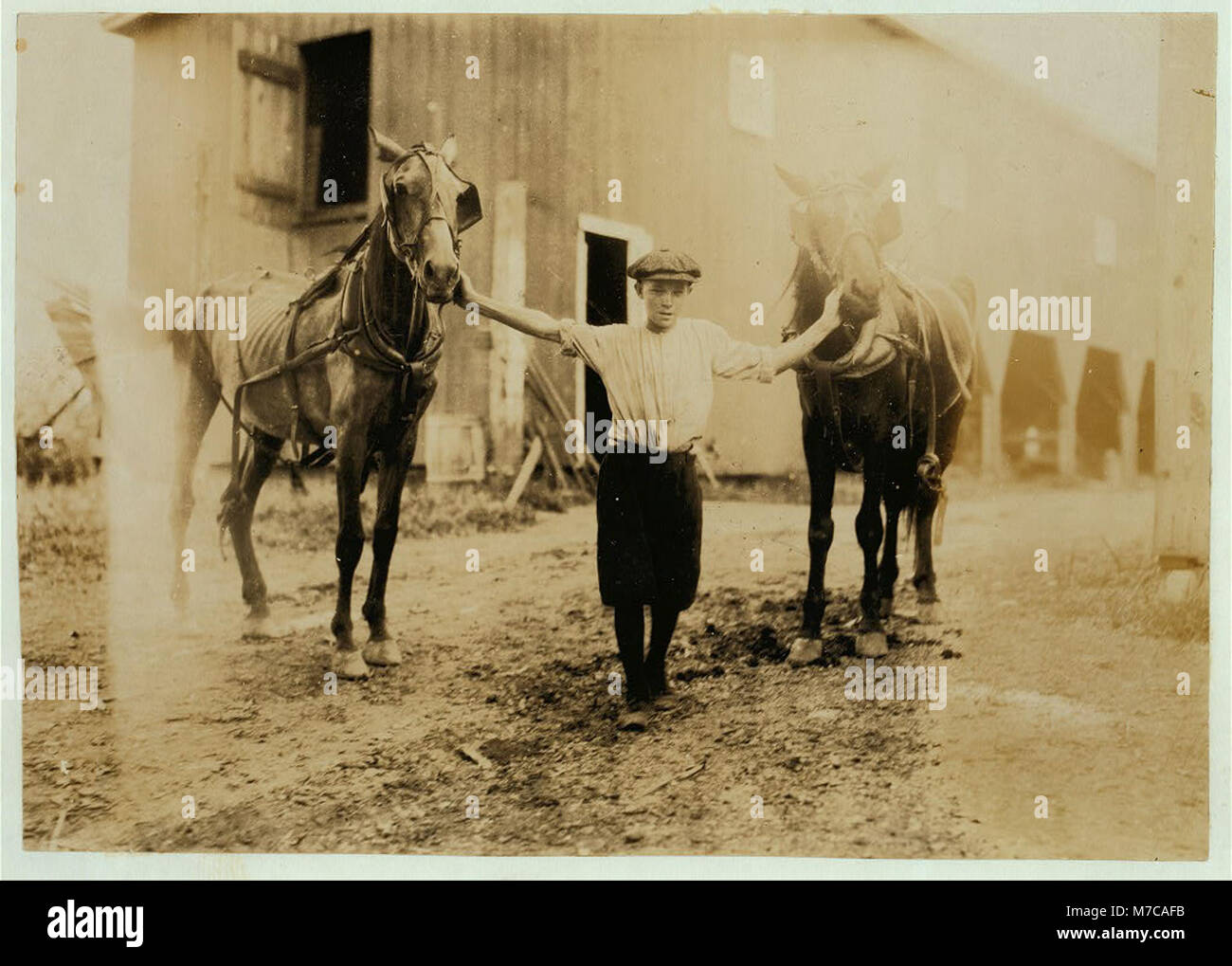 Edgar Kitchen 13 yrs. old gets $3.25 a week working for the Bingham Bros. Dairy. Drives dairy wagon from 7 A.M. to noon. Works on farm in afternoon (10 hours a day) seven days a week-half LOC nclc.00495 Stock Photo