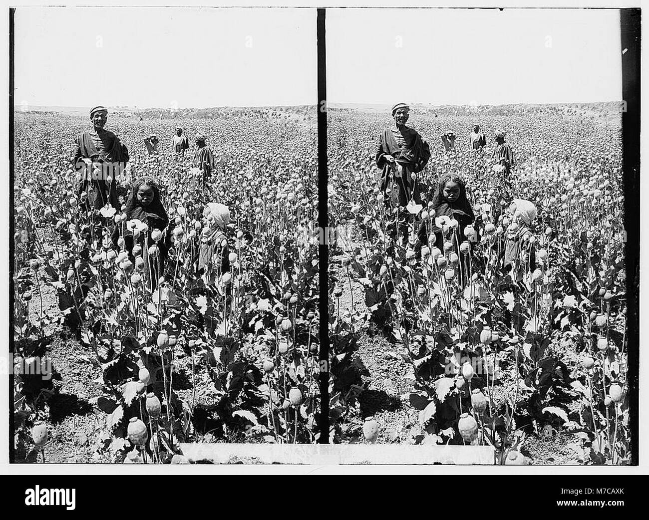 Opium poppy Black and White Stock Photos & Images - Alamy