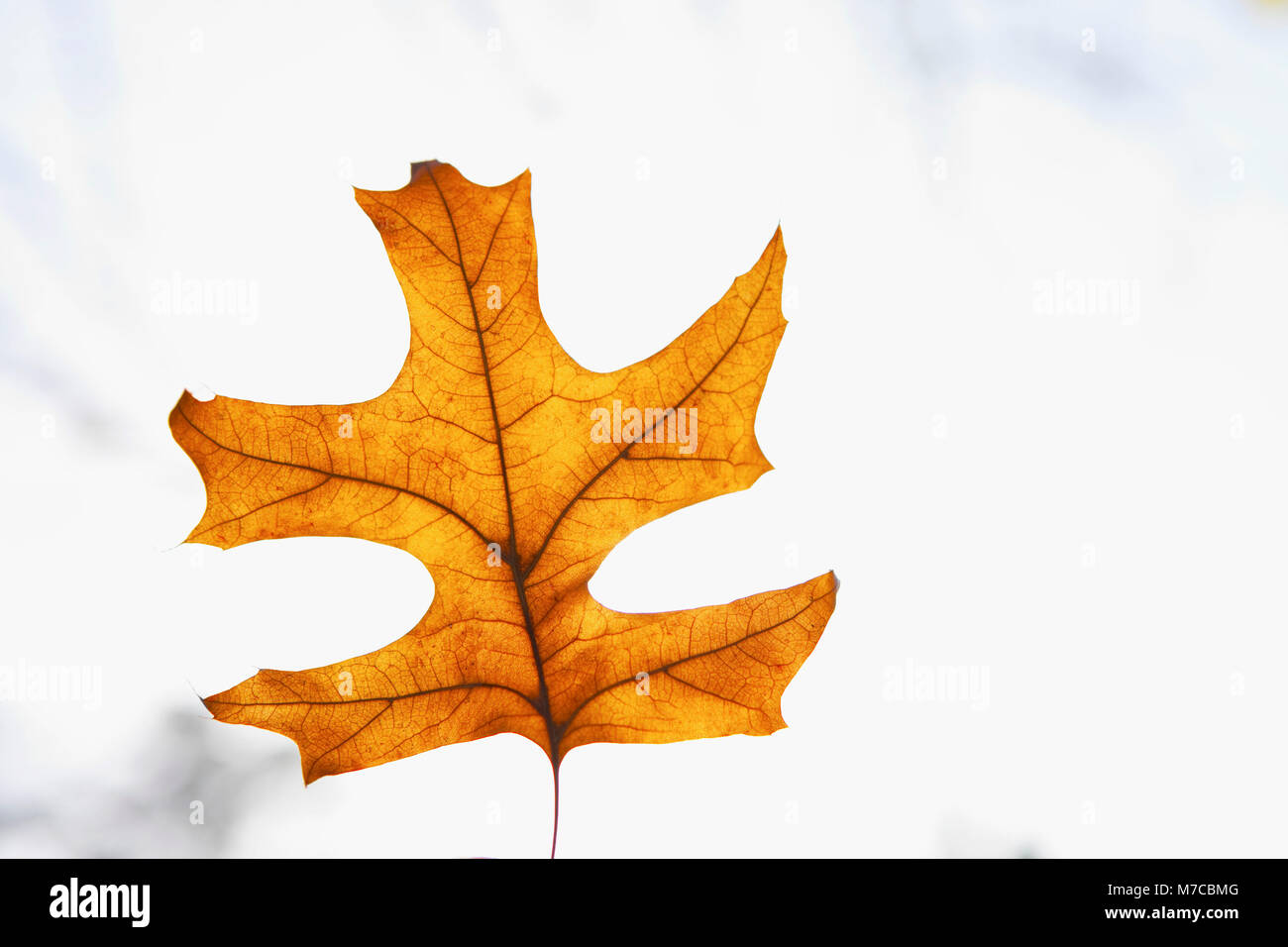 Close-up of a maple leaf Stock Photo