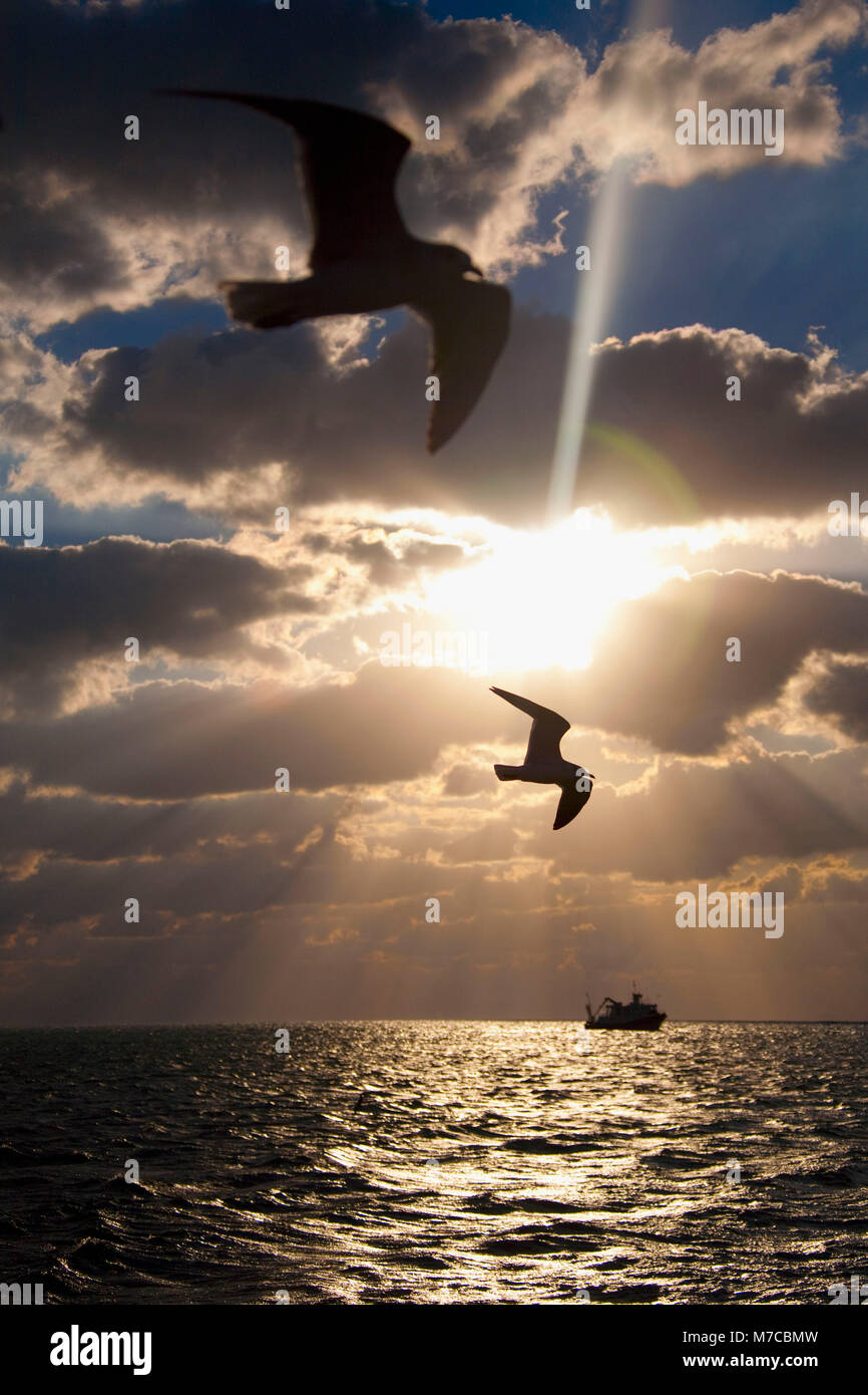 Two birds flying over the ocean at sunset, Key West, Florida, USA Stock