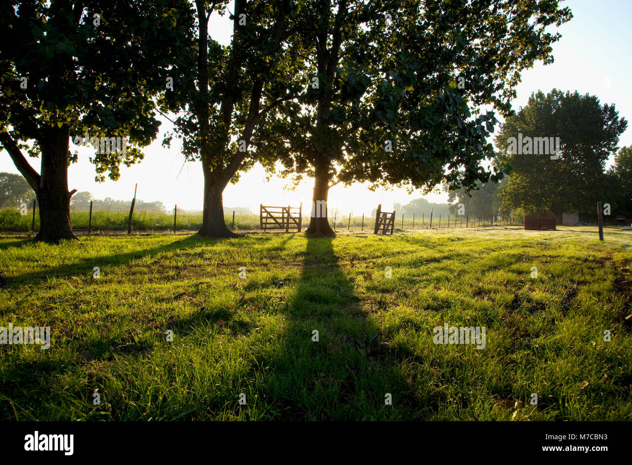 Shadow trees grass fence hi-res stock photography and images - Alamy
