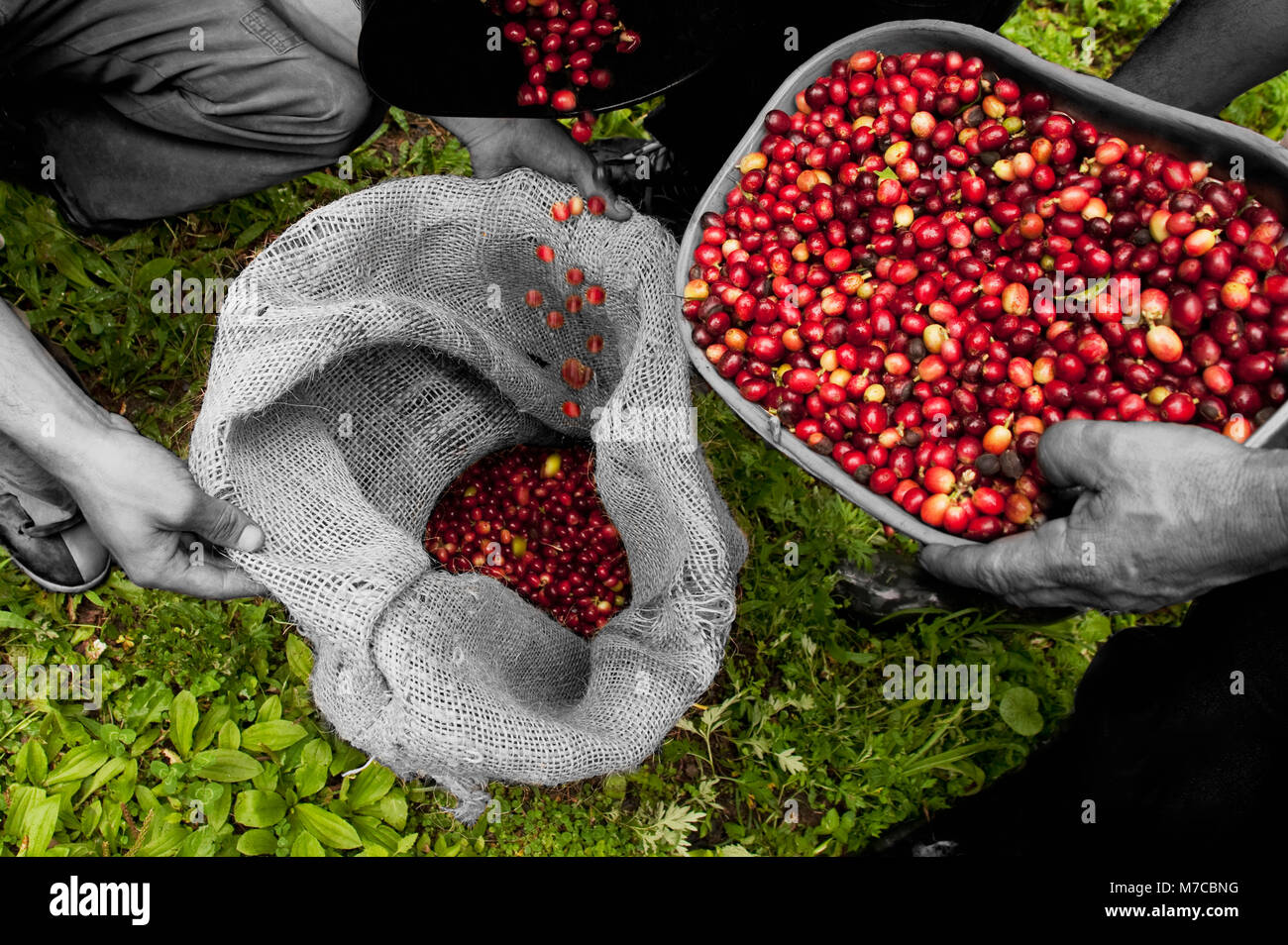 Farmers pouring harvested coffee beans in a sack hires stock